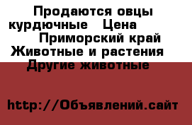 Продаются овцы курдючные › Цена ­ 16 000 - Приморский край Животные и растения » Другие животные   